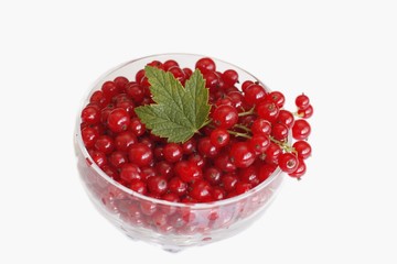 Red currant