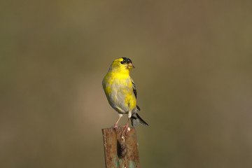 carduelis tristis, american goldfinch