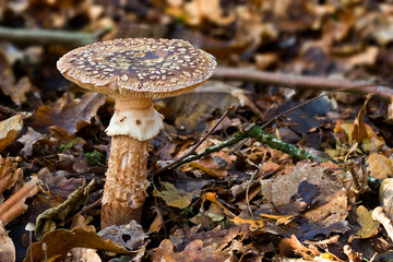 Fungi, mushrooms in a forest