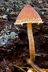 Fungi, mushrooms in a forest