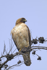 red-tailed hawk, buteo jamaicensis