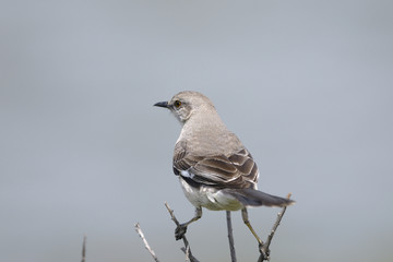 northern mockingbird, mimus polyglottos
