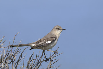 northern mockingbird, mimus polyglottos
