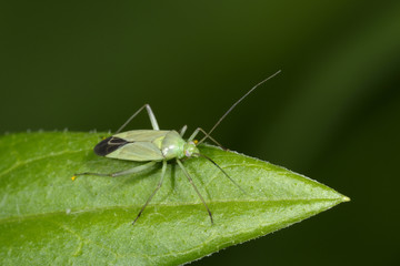 common green capsid, lygocoris pabulinus