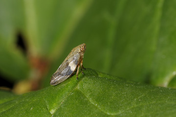 meadow froghopper, philaenus spumarius