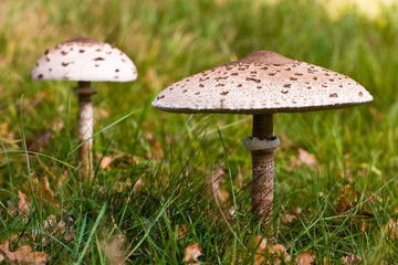 Fungi, mushrooms in a forest