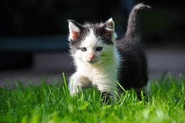 Katzenbaby schleicht durchs Gras