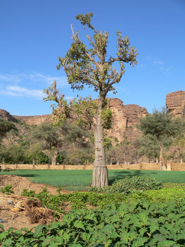 baobab au mali
