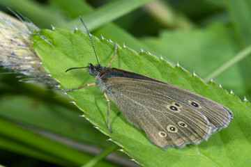 the ringlet,   aphantopus hyperantus