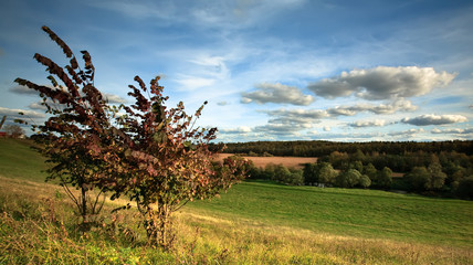 Trees, field, blue sky and clouds