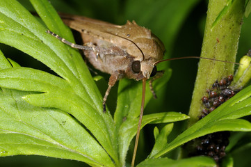 large yellow underwing, noctua pronuba