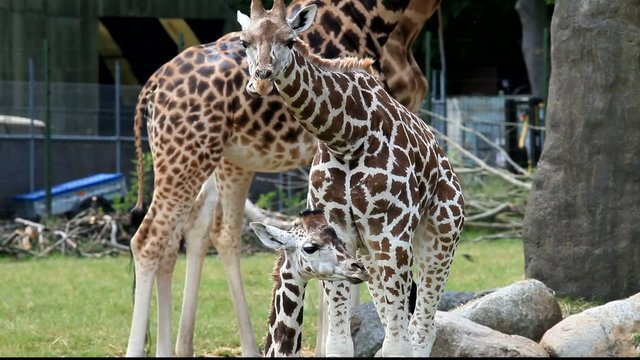 Giraffen