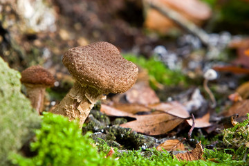 Fungi, mushrooms in a forest