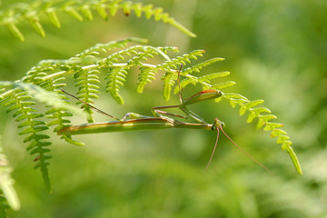 La mantide tra le felci