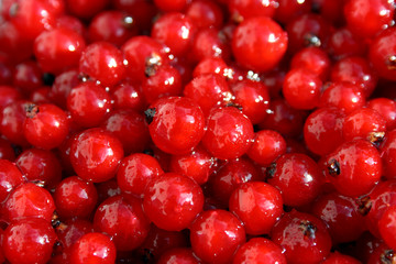 Johannisbeeren