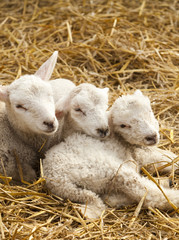 Fototapeta premium Scharfkinder im Heu