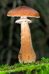 Fungi, mushrooms in a forest