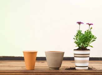 Three Flower Pots in a Row