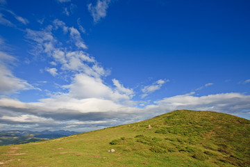 Cows in the green field