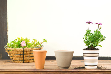 Three Flower Pots in a Row