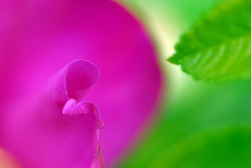 Fototapeta premium Rose flower petal