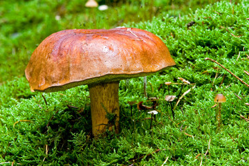 Fungi, mushrooms in a forest