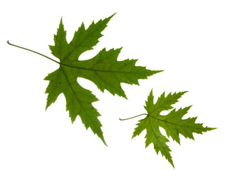 leaf maple isolated