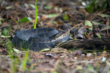 water moccasin