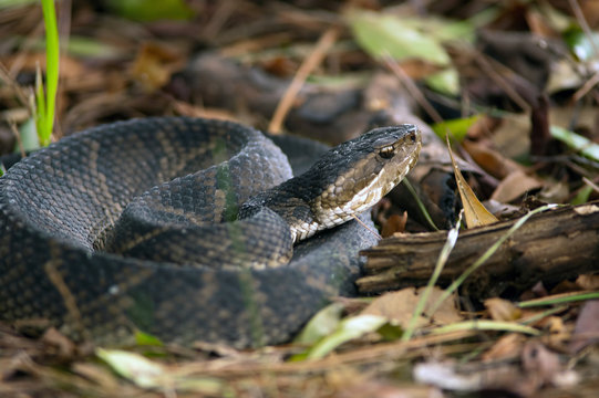 water moccasin