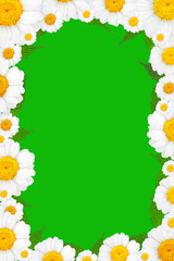 Fototapeta premium Flowers frame withchamomile