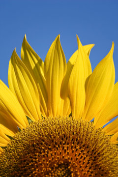 Sunflower petal details