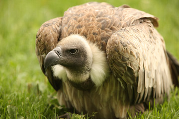 Close up of a Griffon Vulture