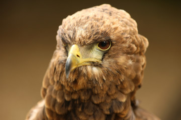 Portrait of a Bateleur Eagle