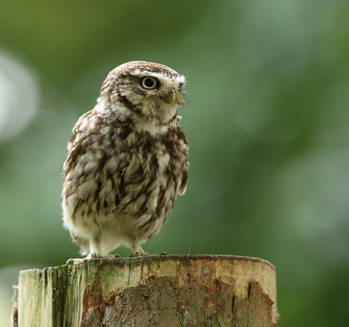 Portrait of an Little Owl