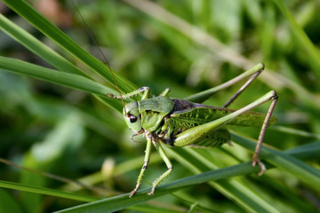 Green grasshopper in grass