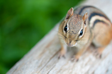 Friendly chipmunk