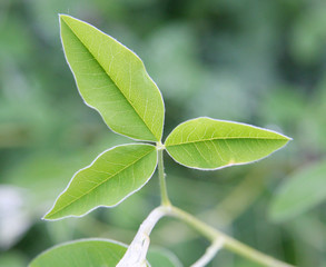 Three-leaf plant (against the green background)