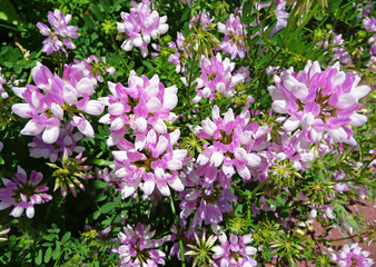 Naklejka premium Crown vetch (Coronilla varia)
