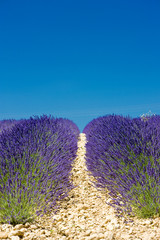 Fototapeta premium lavender field, Plateau de Valensole, Provence, France