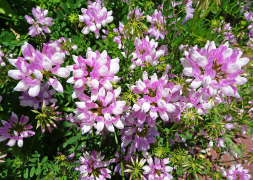 Crown vetch (Coronilla varia)