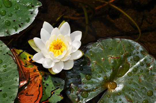 Seerose