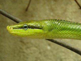 serpent