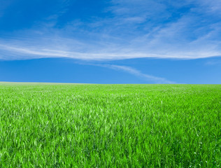 Obraz premium summer nature