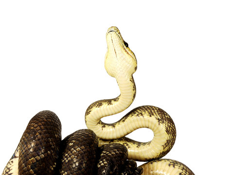 Serpent corallus ruschenbergerii femelle fond blanc