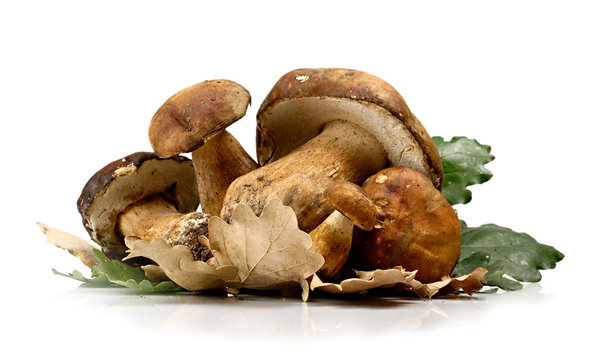Funghi Porcini
