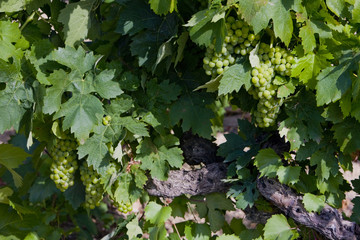 vineyard, Languedoc-Roussillon, France