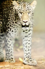 Möbelaufkleber leopard © Natallia Vintsik
