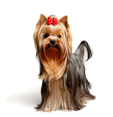 The Yorkshire Terrier of show class