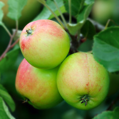 Green English apples, with a red blush, ripening on a tree