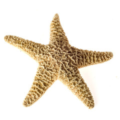 starfish